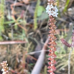 Epacris gunnii (Heath) at Tharwa, ACT - 4 Aug 2025 by JaneR
