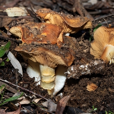 Cortinarius sp. (Cortinarius) at Scullin, ACT - 31 Jul 2025 by AlisonMilton