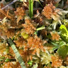 Sphagnum sp. (genus) at Tharwa, ACT - 4 Aug 2025 by JaneR