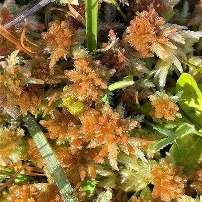 Sphagnum sp. (genus) at Tharwa, ACT - 4 Aug 2025 by JaneR