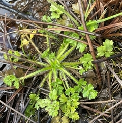 Ranunculus pimpinellifolius (Bog Buttercup) at Tharwa, ACT - 4 Aug 2025 by JaneR