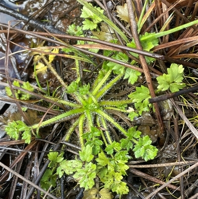 Ranunculus pimpinellifolius (Bog Buttercup) at Tharwa, ACT - 4 Aug 2025 by JaneR