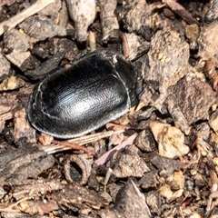 Pterohelaeus striatopunctatus (Darkling beetle) at Scullin, ACT - 31 Jul 2025 by AlisonMilton
