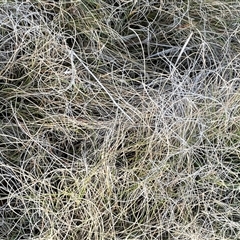 Carex bichenoviana (A Sedge ) at Tharwa, ACT - 4 Aug 2025 by JaneR