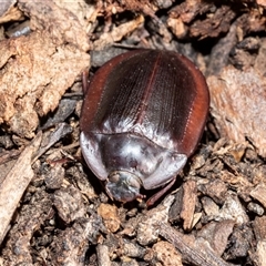 Pterohelaeus piceus (Pie-dish beetle) at Scullin, ACT - 31 Jul 2025 by AlisonMilton