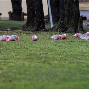 Eolophus roseicapilla (Galah) at Hawker, ACT - 27 Jul 2025 by AlisonMilton