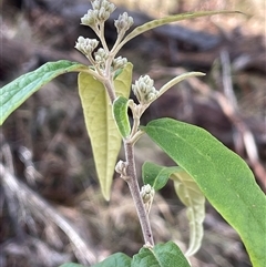 Olearia lirata (Snowy Daisybush) at Tharwa, ACT - 4 Aug 2025 by JaneR