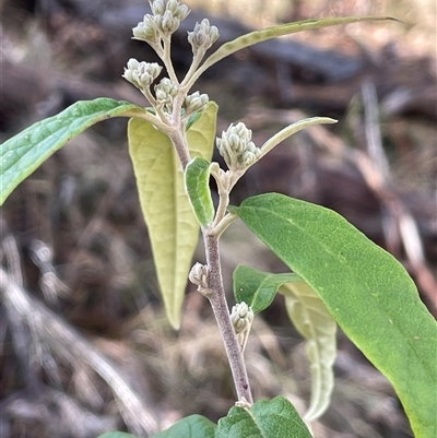 Olearia lirata (Snowy Daisybush) at Tharwa, ACT - 4 Aug 2025 by JaneR
