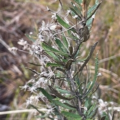 Olearia erubescens (Silky Daisybush) at Tharwa, ACT - 4 Aug 2025 by JaneR