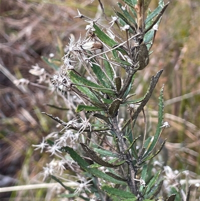 Olearia erubescens (Silky Daisybush) at Tharwa, ACT - 4 Aug 2025 by JaneR
