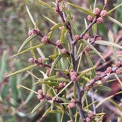 Acacia siculiformis (Dagger Wattle) at Tharwa, ACT - 4 Aug 2025 by JaneR