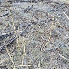 Ligustrum lucidum at Symonston, ACT - 4 Aug 2025 by Mike