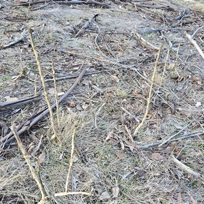 Ligustrum lucidum at Symonston, ACT - 4 Aug 2025 by Mike