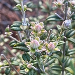 Oxylobium ellipticum (Common Shaggy Pea) at Tharwa, ACT - 4 Aug 2025 by JaneR
