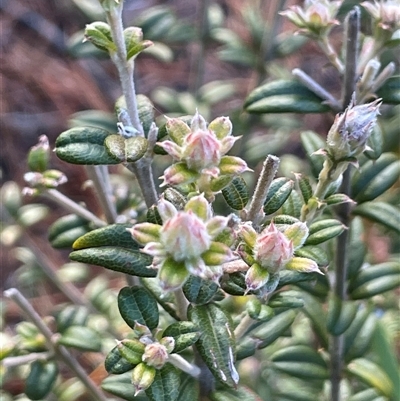 Oxylobium ellipticum (Common Shaggy Pea) at Tharwa, ACT - 4 Aug 2025 by JaneR