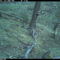 Macropus giganteus (Eastern Grey Kangaroo) at Crowther, NSW - 14 Jun 2025 by Frecko