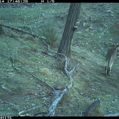 Macropus giganteus (Eastern Grey Kangaroo) at Crowther, NSW - 14 Jun 2025 by Frecko