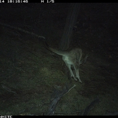 Macropus giganteus (Eastern Grey Kangaroo) at Crowther, NSW - 14 Jun 2025 by Frecko