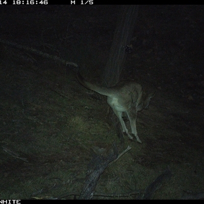 Macropus giganteus (Eastern Grey Kangaroo) at Crowther, NSW - 14 Jun 2025 by Frecko