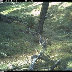 Macropus giganteus (Eastern Grey Kangaroo) at Crowther, NSW - 18 Jun 2025 by Frecko