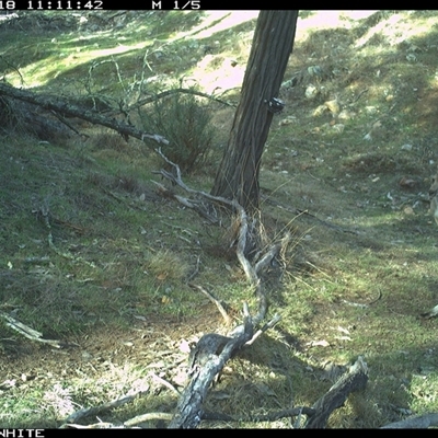 Macropus giganteus (Eastern Grey Kangaroo) at Crowther, NSW - 18 Jun 2025 by Frecko