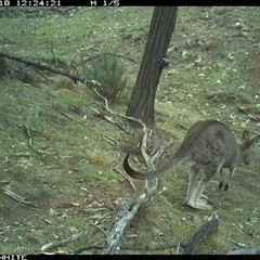 Macropus giganteus (Eastern Grey Kangaroo) at Crowther, NSW - 18 Jun 2025 by Frecko
