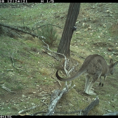 Macropus giganteus (Eastern Grey Kangaroo) at Crowther, NSW - 18 Jun 2025 by Frecko