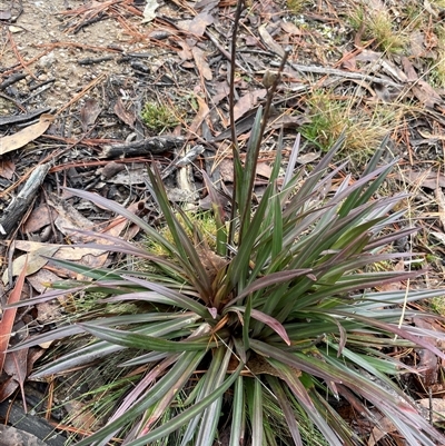 Stylidium armeria subsp. armeria (thrift trigger plant) at Tharwa, ACT - 4 Aug 2025 by JaneR