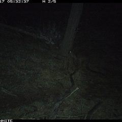 Wallabia bicolor (Swamp Wallaby) at Crowther, NSW - 17 Jun 2025 by Frecko