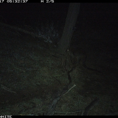 Wallabia bicolor (Swamp Wallaby) at Crowther, NSW - 17 Jun 2025 by Frecko
