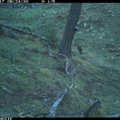 Wallabia bicolor (Swamp Wallaby) at Crowther, NSW - 17 Jun 2025 by Frecko