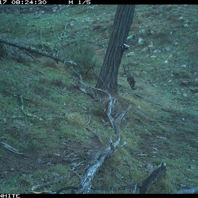 Wallabia bicolor (Swamp Wallaby) at Crowther, NSW - 17 Jun 2025 by Frecko