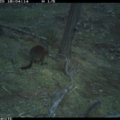 Wallabia bicolor (Swamp Wallaby) at Crowther, NSW - 20 Jun 2025 by Frecko