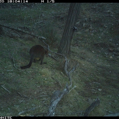Wallabia bicolor (Swamp Wallaby) at Crowther, NSW - 20 Jun 2025 by Frecko