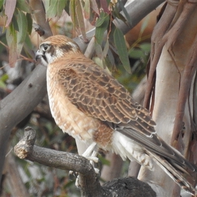 Falco berigora (Brown Falcon) at Kambah, ACT - 3 Aug 2025 by HelenCross