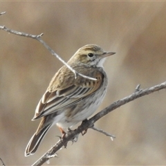Anthus australis (Australian Pipit) at Kambah, ACT - 3 Aug 2025 by HelenCross