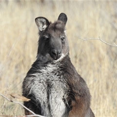 Osphranter robustus robustus (Eastern Wallaroo) at Kambah, ACT - 4 Aug 2025 by HelenCross