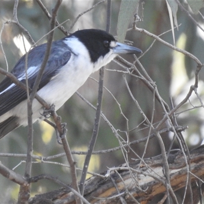 Cracticus torquatus (Grey Butcherbird) at Kambah, ACT - 4 Aug 2025 by HelenCross