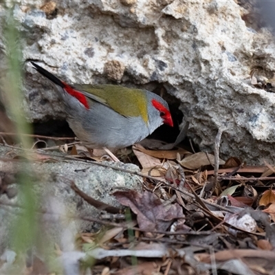 Neochmia temporalis (Red-browed Finch) at Higgins, ACT - 13 Jul 2025 by Untidy