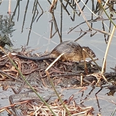 Hydromys chrysogaster (Rakali or Water Rat) at Kingston, ACT - 4 Aug 2025 by jmcleod