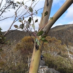 Eucalyptus glaucescens (Tingiringi Gum) at Cotter River, ACT - 3 Aug 2025 by DavidDedenczuk