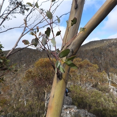 Eucalyptus glaucescens (Tingiringi Gum) at Cotter River, ACT - 3 Aug 2025 by DavidDedenczuk