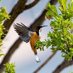 Acanthorhynchus tenuirostris (Eastern Spinebill) at Higgins, ACT - 13 Jul 2025 by Untidy