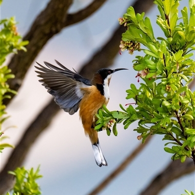 Acanthorhynchus tenuirostris (Eastern Spinebill) at Higgins, ACT - 13 Jul 2025 by Untidy