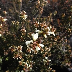 Epacris robusta (Round-leaf Heath) at Cotter River, ACT - 3 Aug 2025 by DavidDedenczuk