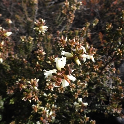 Epacris robusta (Round-leaf Heath) at Cotter River, ACT - 3 Aug 2025 by DavidDedenczuk