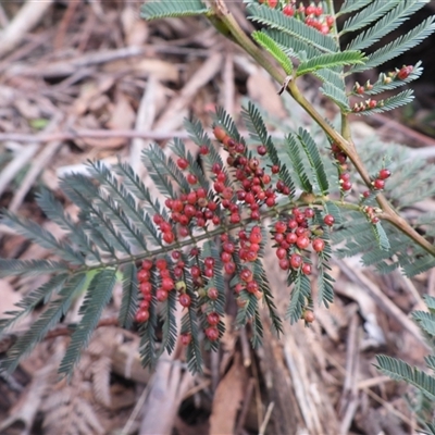 Acacia dealbata subsp. subalpina (Monaro Silver-wattle) at Paddys River, ACT - 3 Aug 2025 by DavidDedenczuk