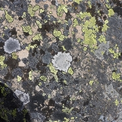 Unverified Lichen at Cotter River, ACT - 3 Aug 2025 by DavidDedenczuk