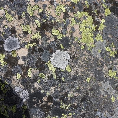 Unverified Lichen at Cotter River, ACT - 3 Aug 2025 by DavidDedenczuk