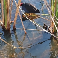 Porphyrio melanotus (Australasian Swamphen) at Batemans Bay, NSW - 27 Jul 2025 by LyndalT
